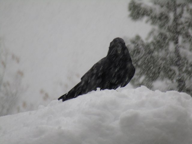 raven in snow